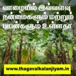 வாழையில் இவ்வளவு நன்மைகளும் பயன்களும் உள்ளதா