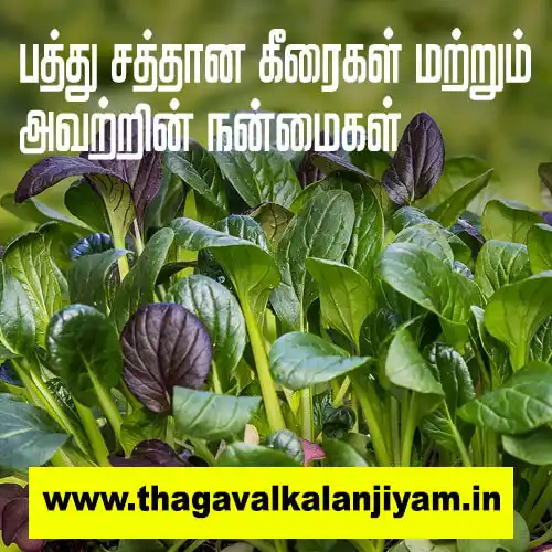 பத்து சத்தான கீரைகள் மற்றும் அவற்றின் நன்மைகள்